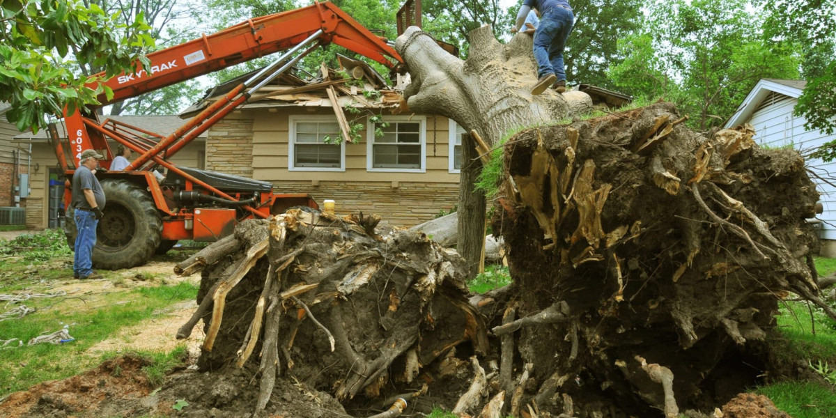 Affordable Tree Service: Caring for Your Landscape