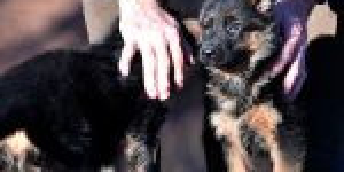 Buying a German Shepherd in Switzerland: A Comprehensive Guide