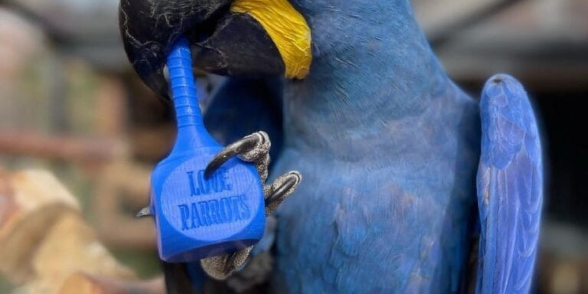 Everything You Need to Know About Miniature Macaws: A Guide for Potential Owners