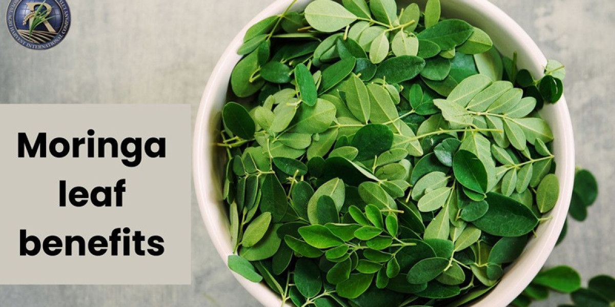 Moringa Leaf Benefits: A Nutrient-Packed Superfood for Optimal Health